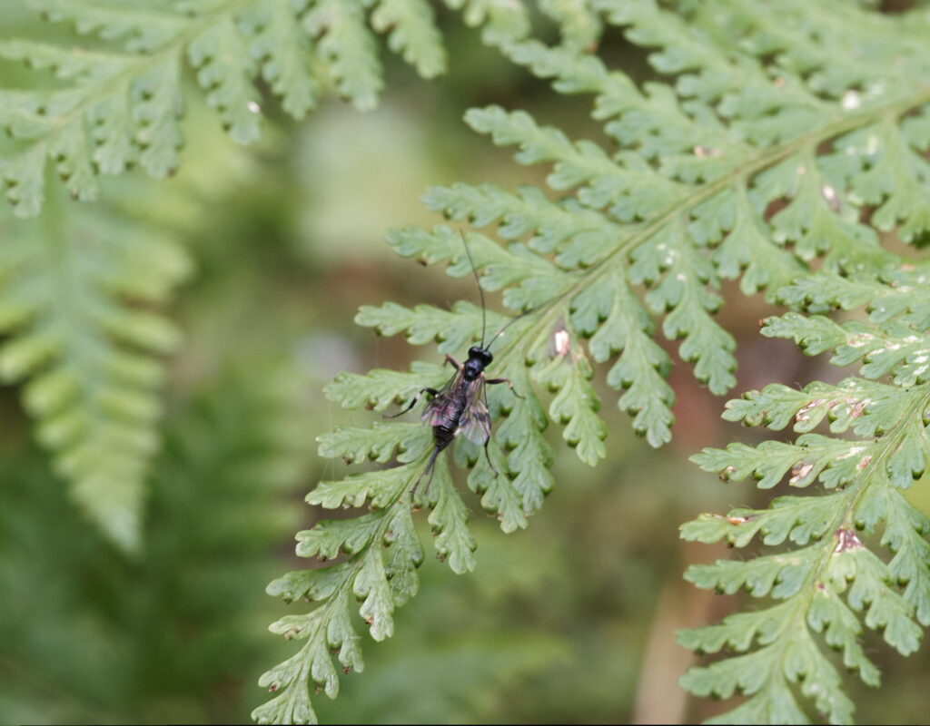 8/7 ？（小浜市）