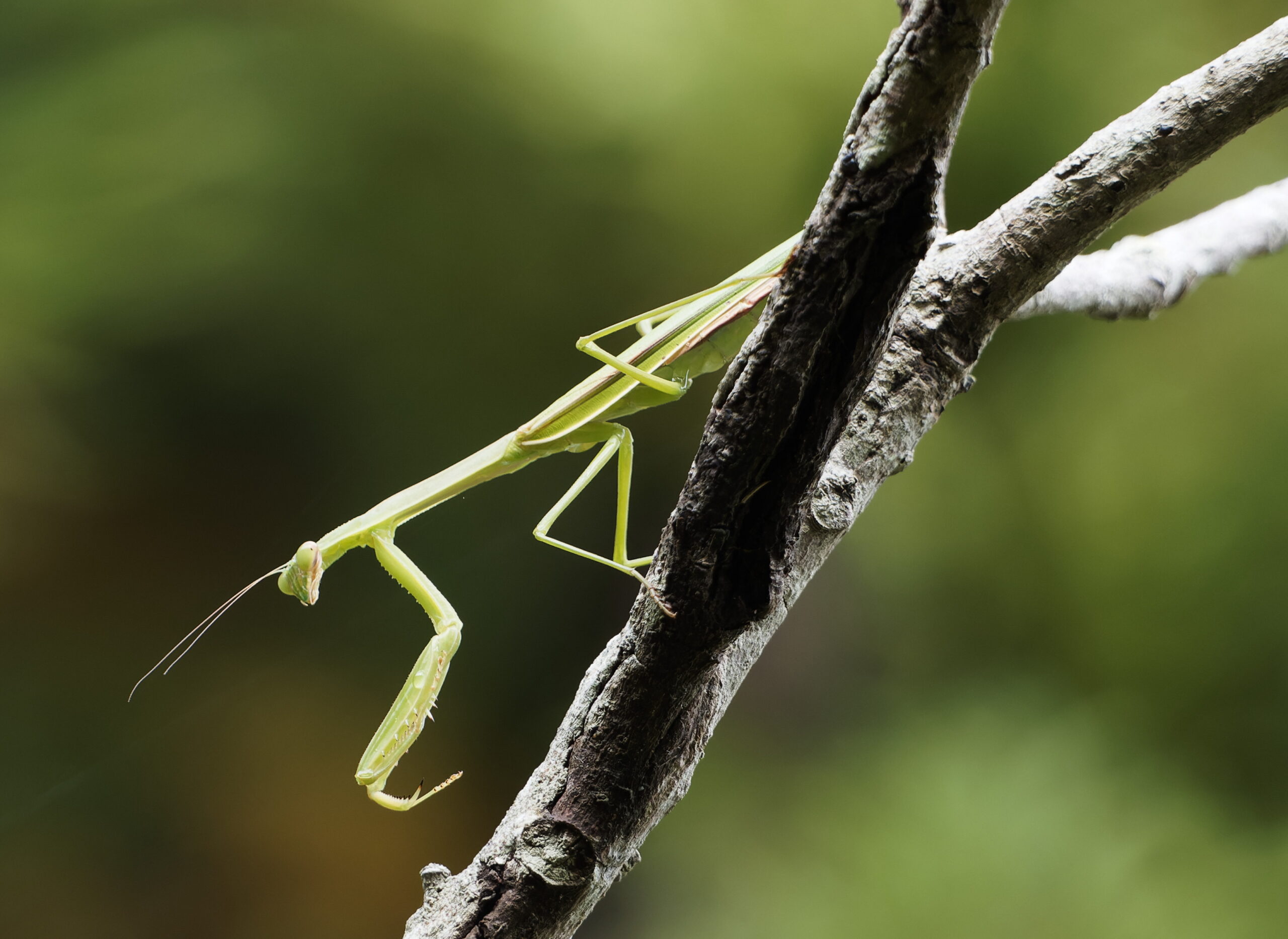 チョウセンカマキリ