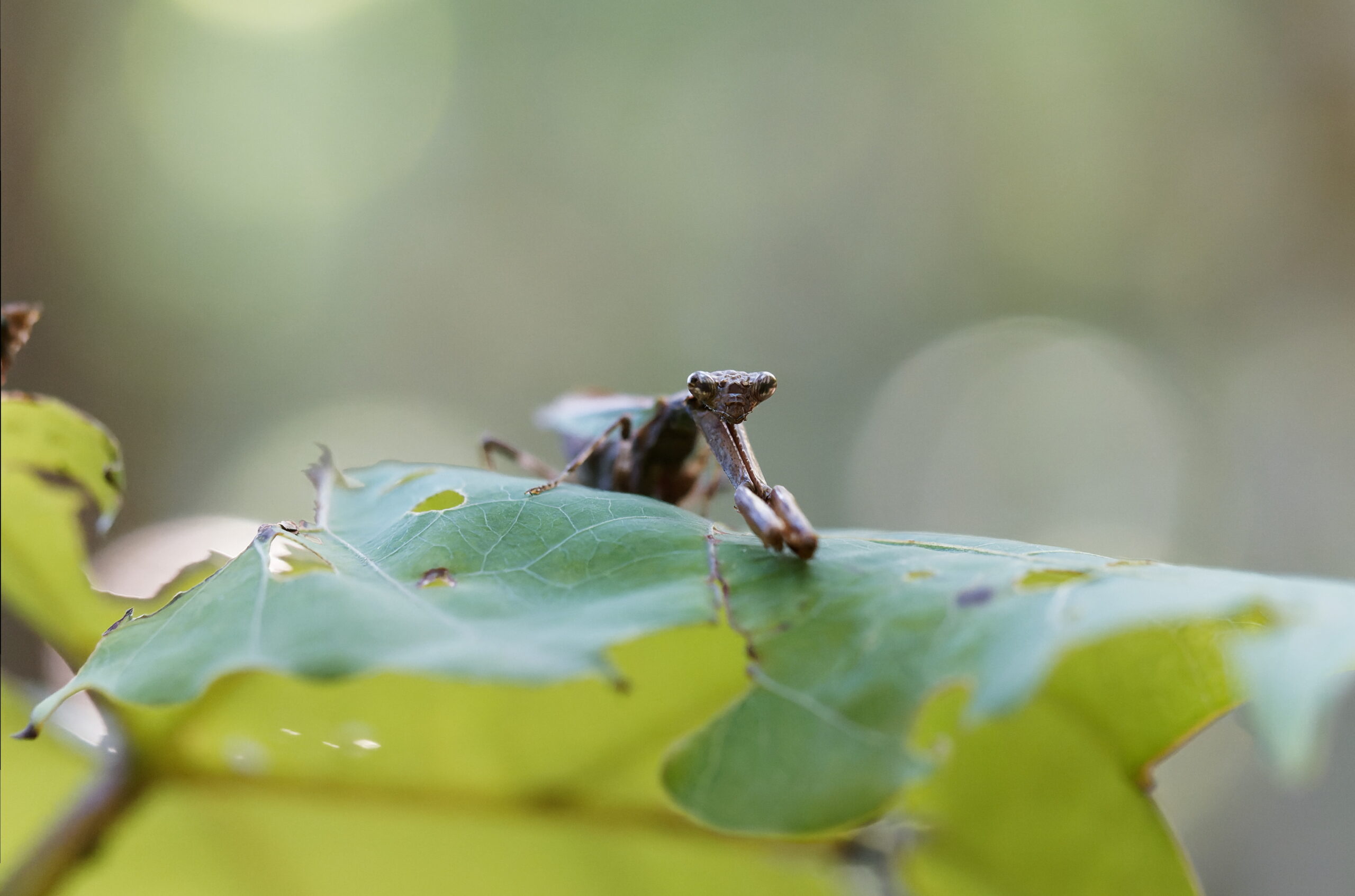 ヒメカマキリ