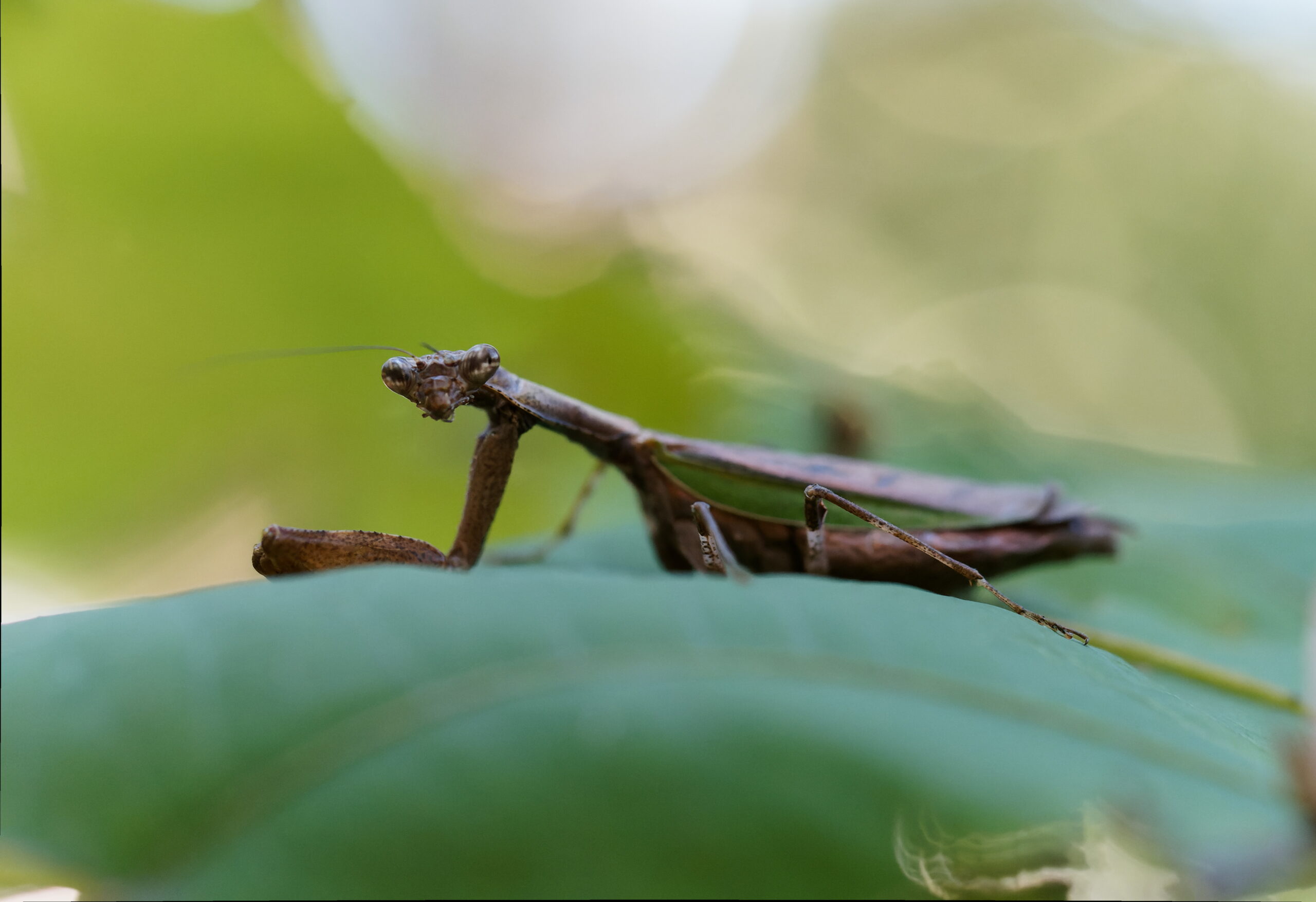 ヒメカマキリ