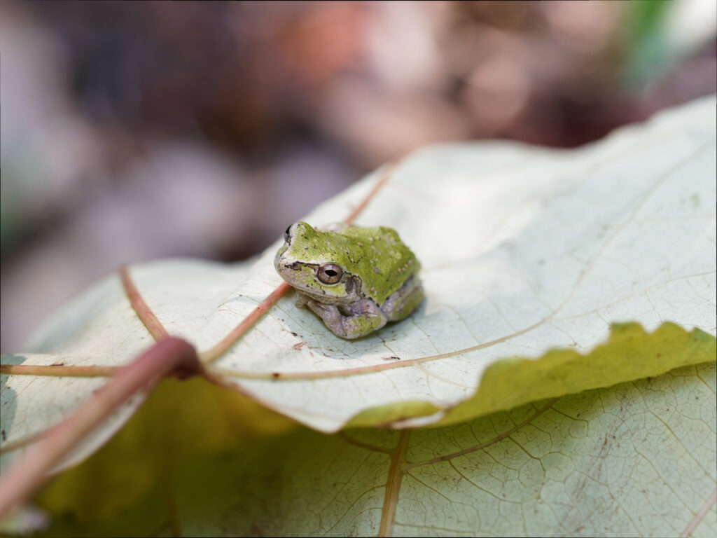 ニホンアマガエル